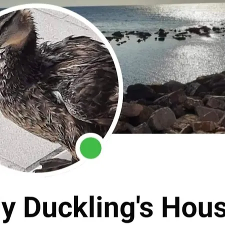Ugly Duckling's House * Santa Marinella